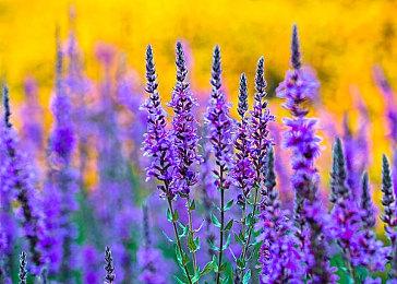 《星刃》游戏全新截图 油腻师姐服装多秀好身材！